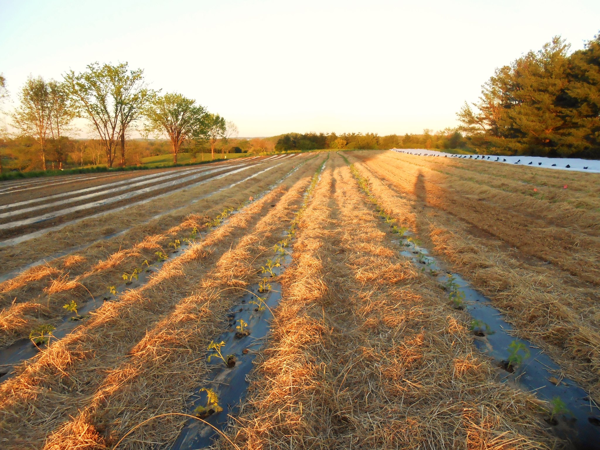 A centuries-old farm in Wheatland, still in production today