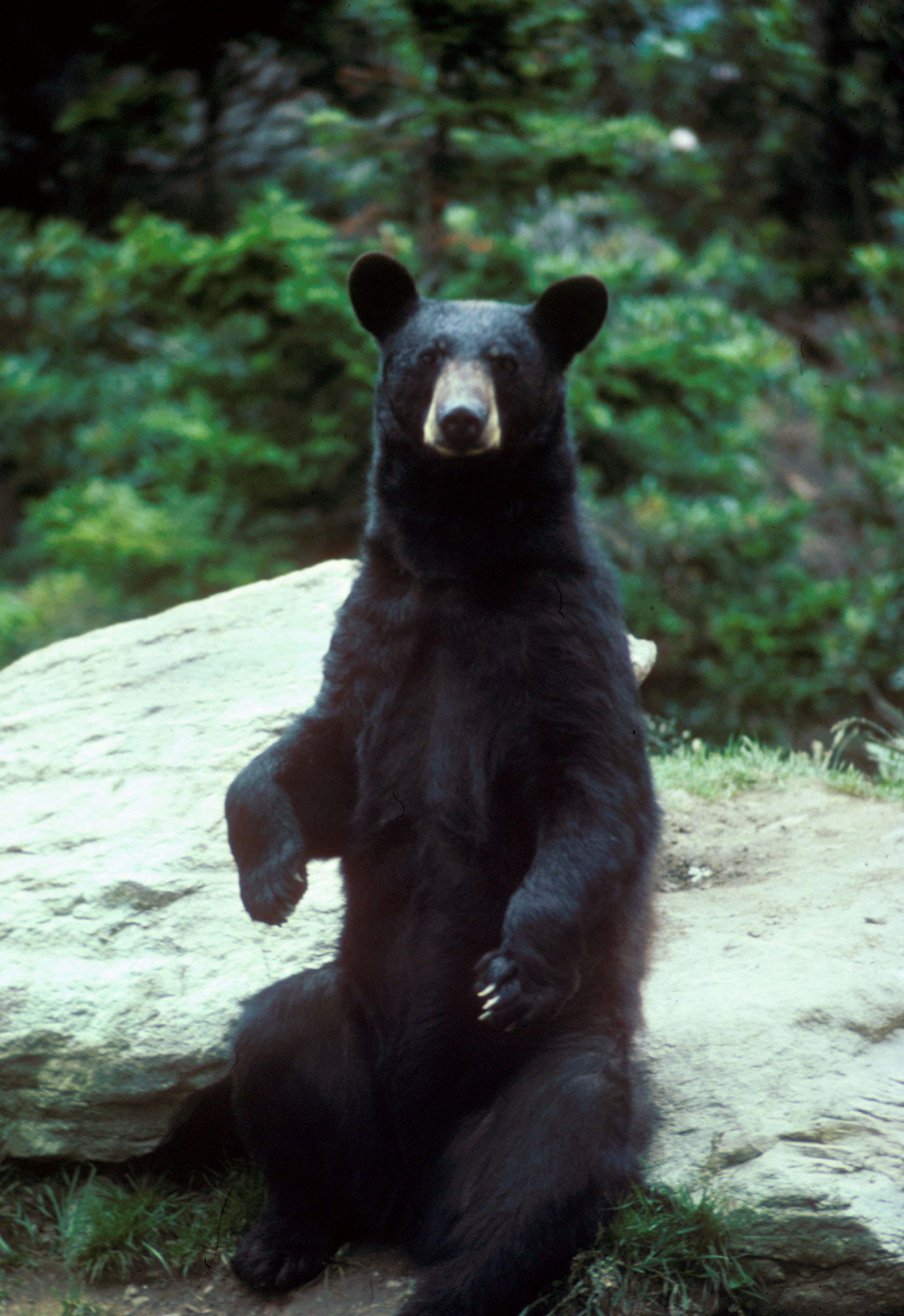 Bears are still seen in Western Loudoun, such as this young male at Banshee Reeks