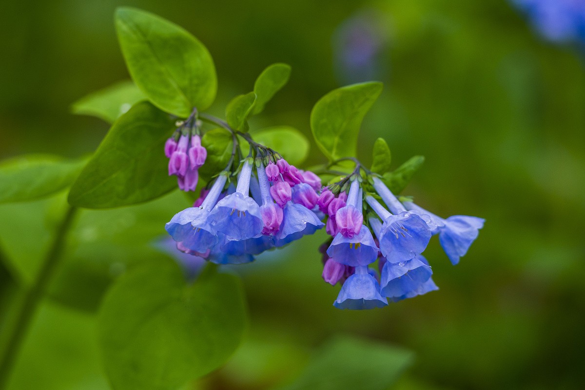 Bluebells growing along Catoctin Creek in western Loudoun