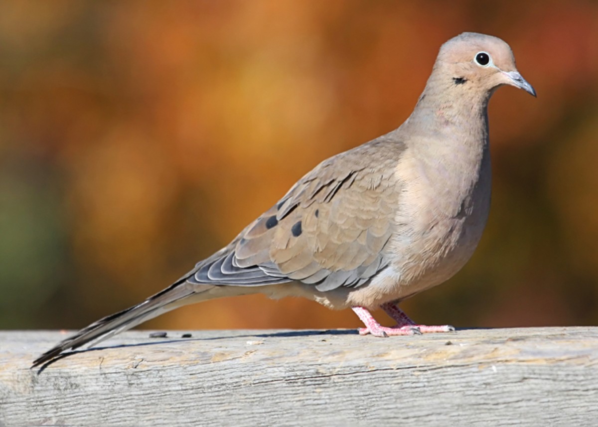 Mourning doves are common across the county